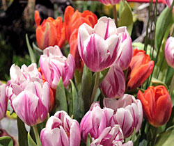 Tulips at the Philadelphia Flower Show